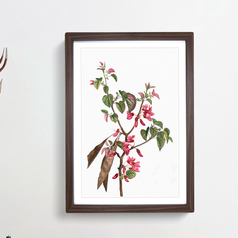 Pink Judas Tree Flowers by Pierre-Joseph Redoute - Picture Frame Painting Print, Walnut Framed, 48cm H x 36cm W x 2cm D