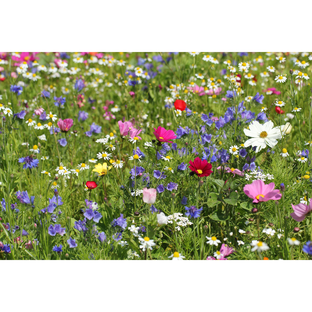 Bunte Wiese mit Blumen und Kräutern von BasieB - Ohne Rahmen auf Leinwand drucken