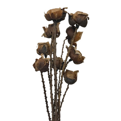 Verano Arrangement