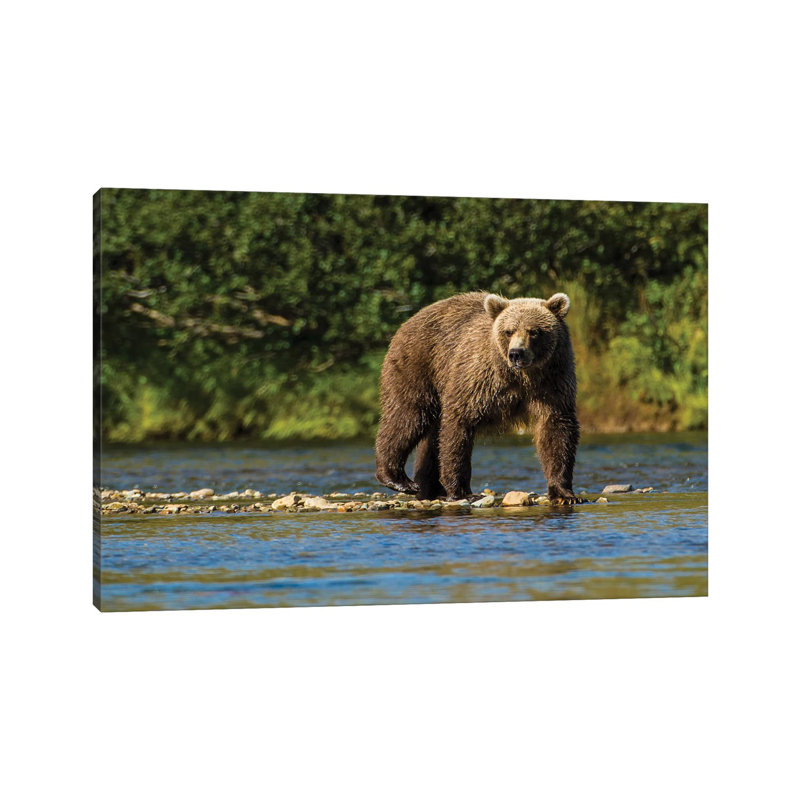 Grizzly or Brown Bear (Ursus arctos), Moraine Creek (River), Katmai NP and Reserve, Alaska 1 Piece Wrapped Canvas Wall Art