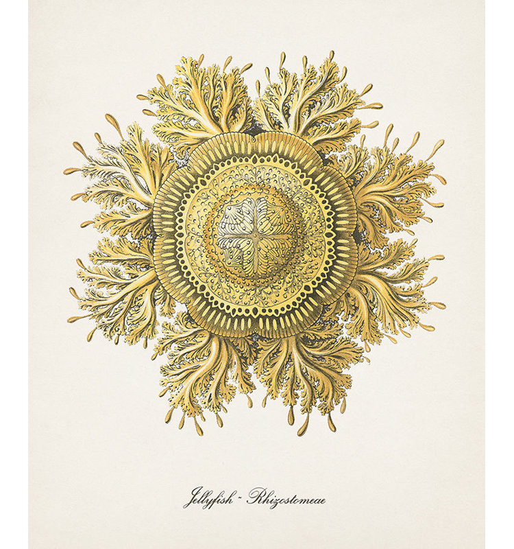 Nautical Art II Print by Sofia Fox, Outdoor, 28" H x 24" W