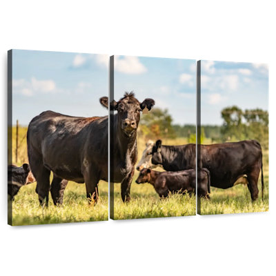 Brampt Grazing Angus Cows
