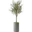 Arbre artificiel dans un pot de fleurs moderne, décoration d'arbre en soie d'olivier artificiel (pot et arbre)-424482375-424482374