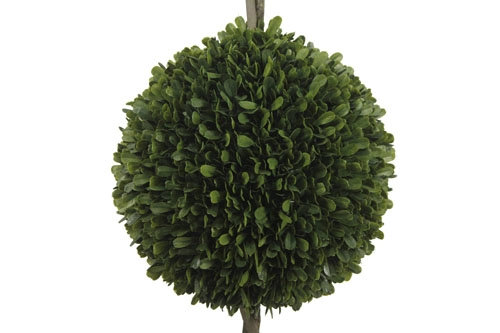 36" Double Boxwood Topiary in Pot