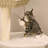 Versatile Cat Activity Center With Plush Comforts And Play Options