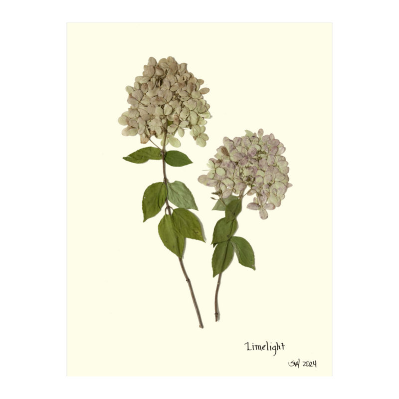 Pressed Botanical Set by Sandy Whitaker, Antique Gold, 42.5" H x 51.75" W