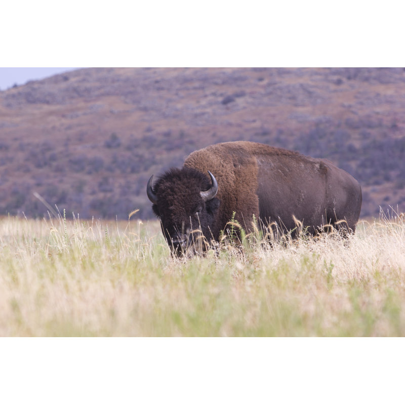 Bison dans les hautes herbes par Jamespharaon, H 8 po x l 12 po