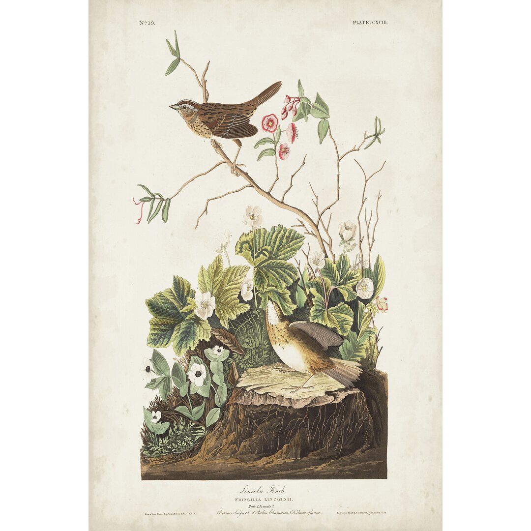 Leinwandbild Pl 193 Lincoln Finch von John Audubon