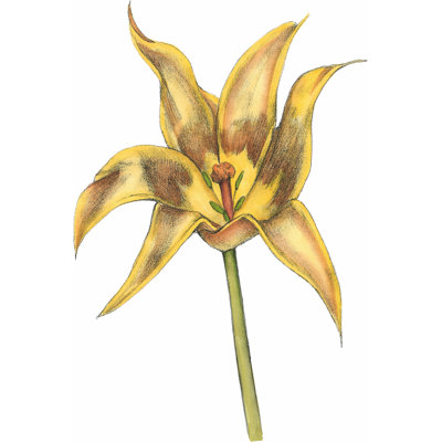 Tulip Beauty VI (P) by Jennifer Goldberger - Art Prints on Canvas