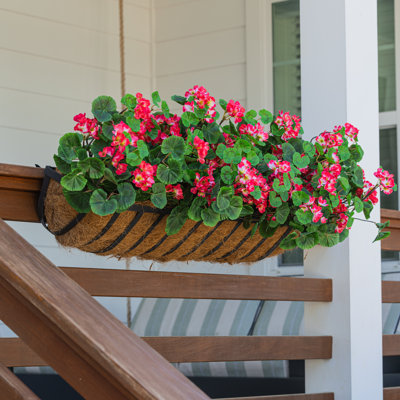 Geranium Window Box Filler