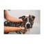 Adorable art mural sur toile, "Staffordshire Terrier Bathee"-1438286004
