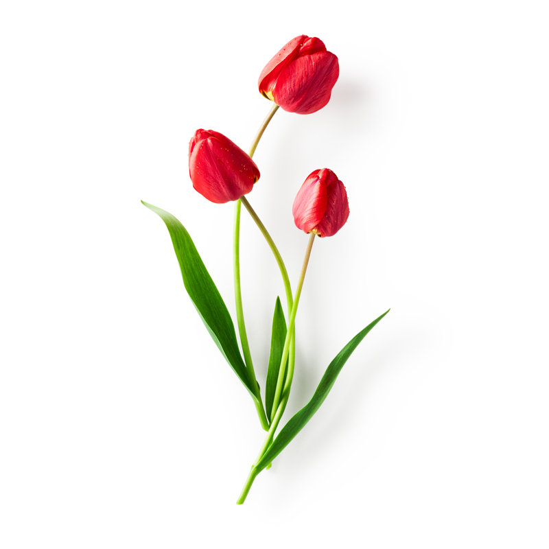 Mandar " Red Tulip Flowers ", 12" H x 12" W
