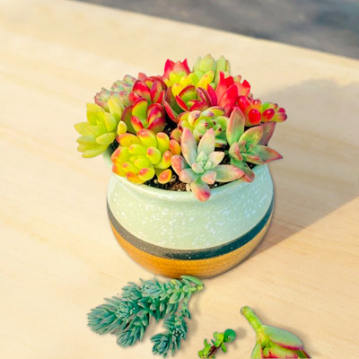 Succulents Live,enchanting Succulent Combination Gift - Everlasting Bloom With Minimal Care