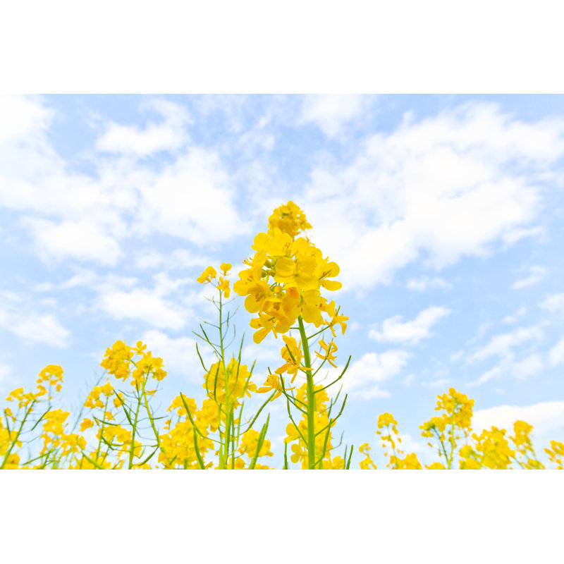 Field Mustard - Wrapped Canvas Print, 61cm H x 91cm W x 3.8cm D