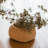 Kolbi Handmade Pot Planter-314159223