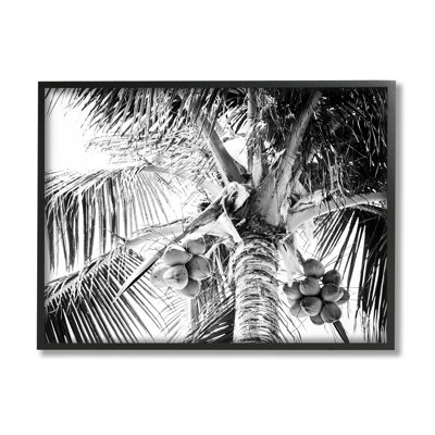" Tropical Coconut Fruits Growing "