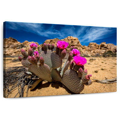 Cactus Harnek Beavertail