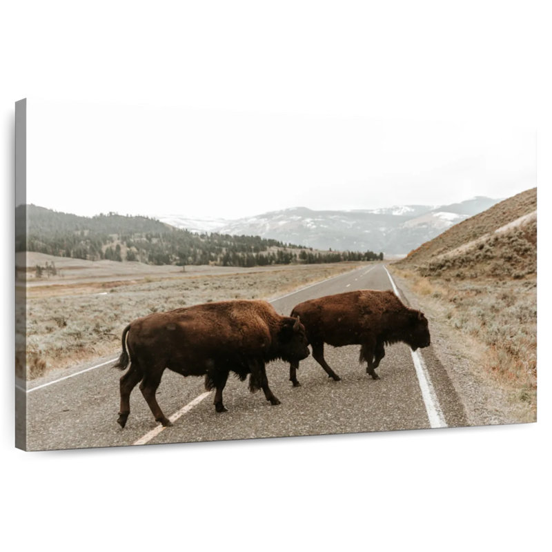 Brampt Bison In Lamar Valley, 26" H x 39" W