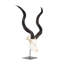 Mounted Kudu Skull-72652157