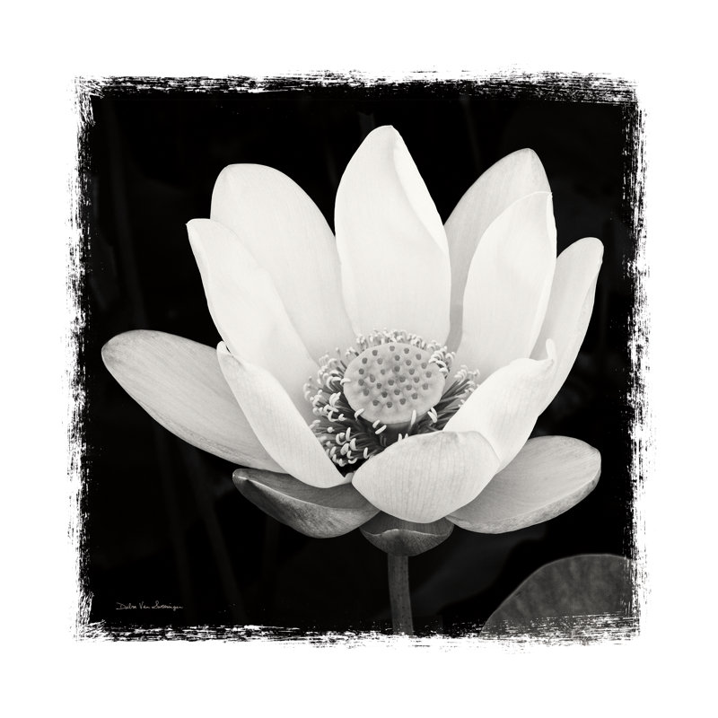 Lotus Flower I by Debra Van Swearingen - Wrapped Canvas Painting, 122cm H x 122cm W