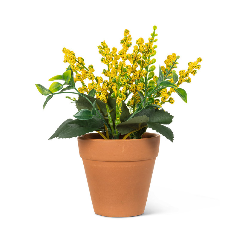 Têtes de lavande roses en pot, Jaune