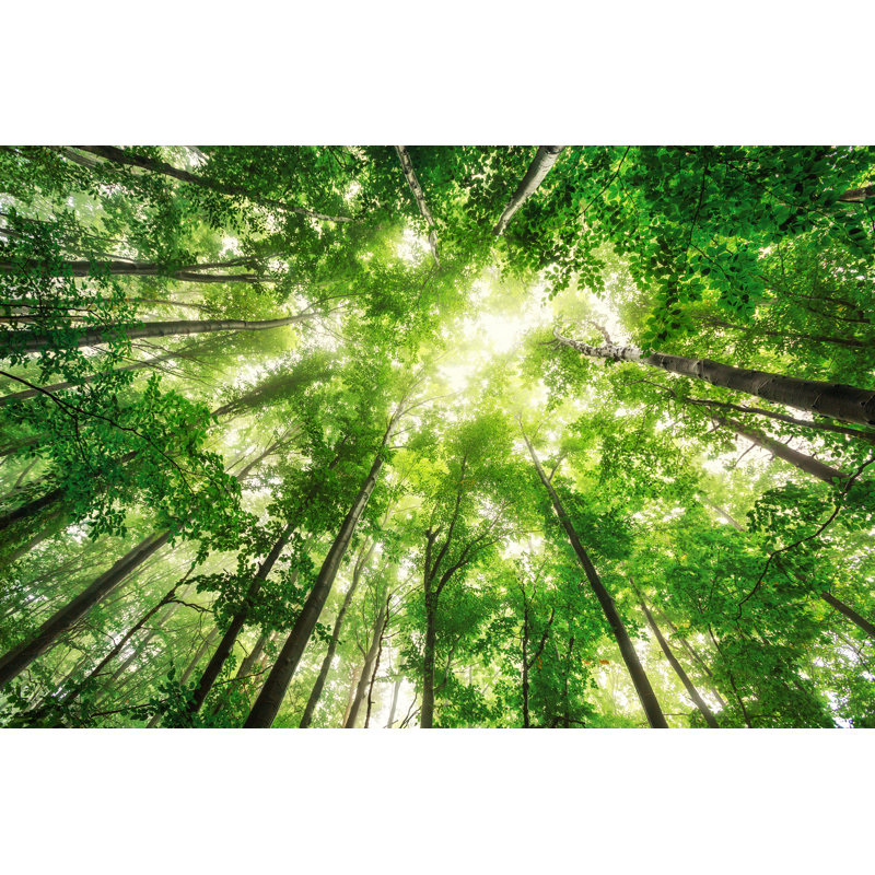 Beautiful Nature At Morning In Misty Spring Forest With Sun - Wrapped Canvas Print, 30cm H x 46cm W 