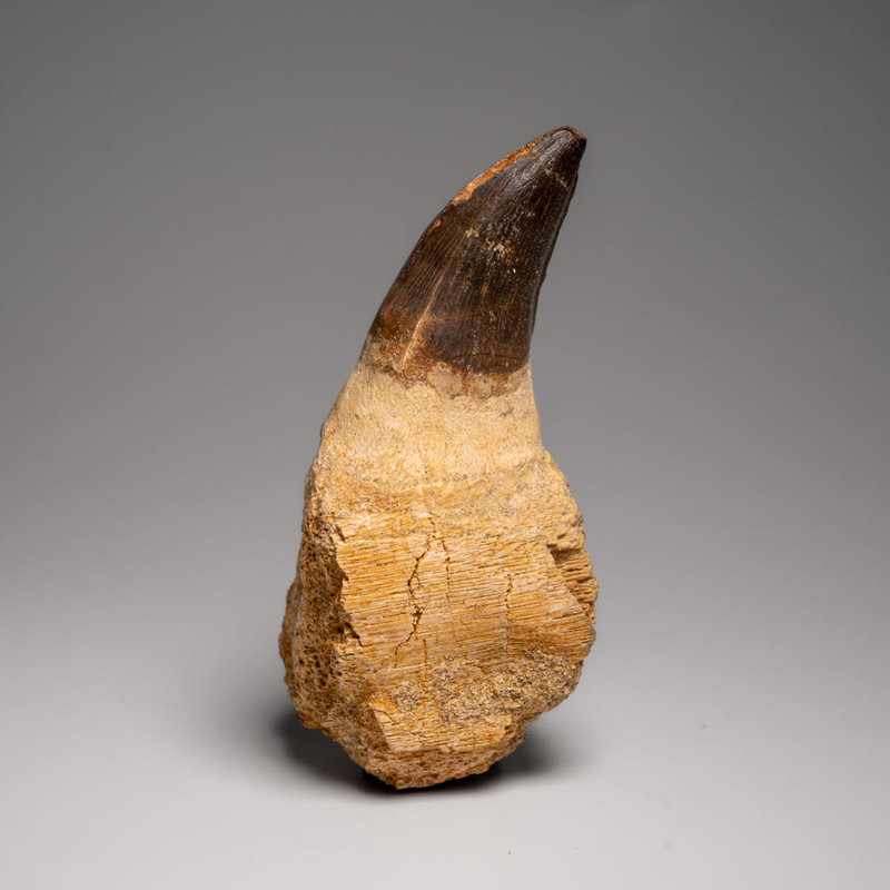 Genuine Mosasaur Tooth With Root (163.5 Grams)
