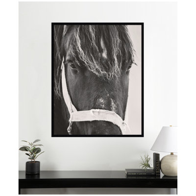 Black Horse by Emiko and Mark Franzen F2 Images Framed Wall Art Print