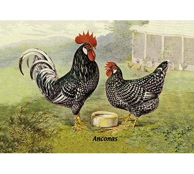 « anconas (poulets) », reproduction d’art