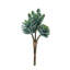 Succulent Bundle