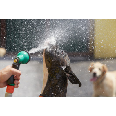 Hot Day With Dogs - Wrapped Canvas Print
