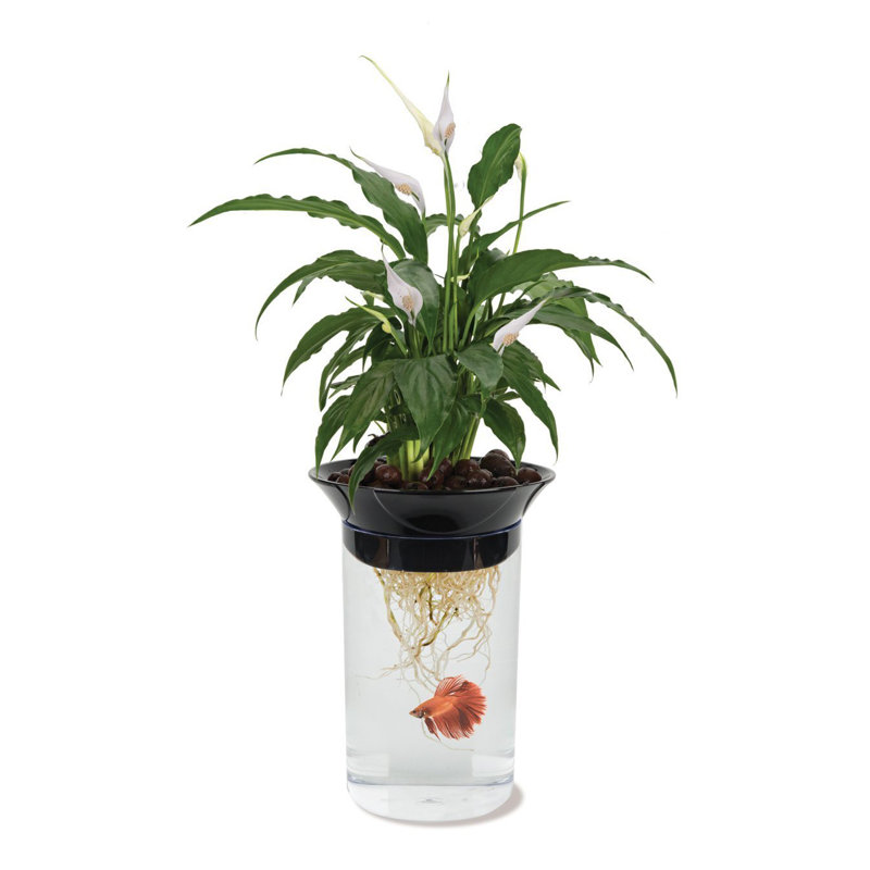 Bol aquarium Chetta 0,5 gallons Chico