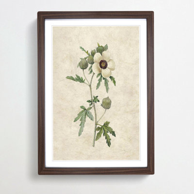 Hibiscus Flower by Pierre-Joseph Redoute - Picture Frame Painting Print