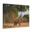 No Frame Print on Canvas-305571395