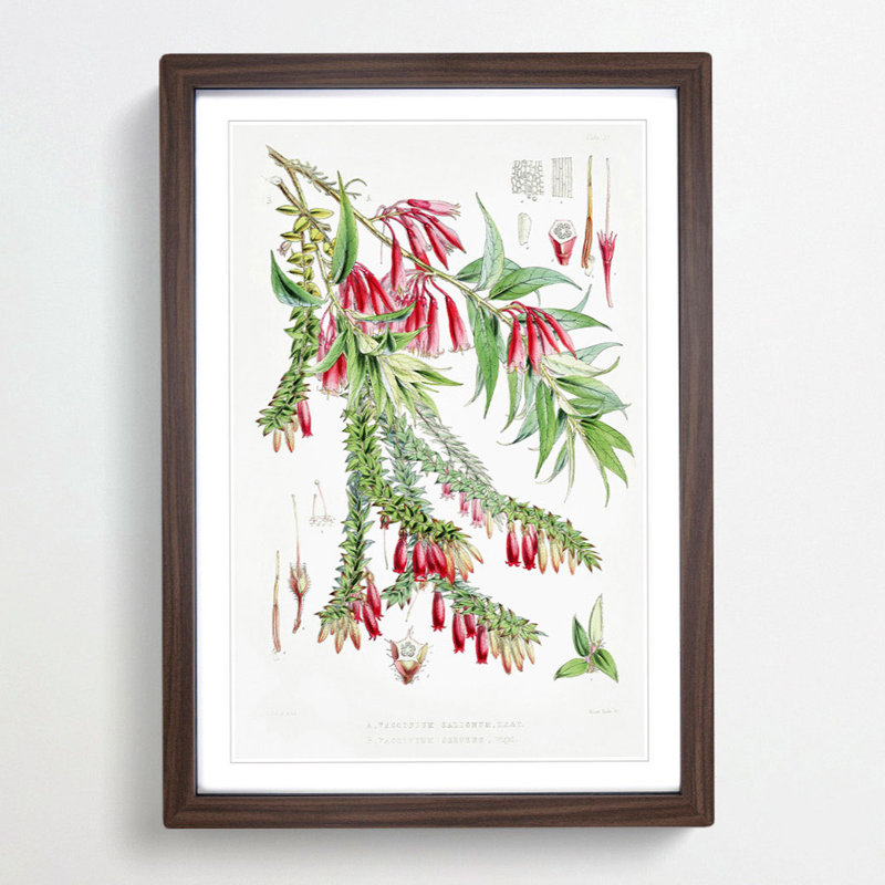 Himalayan Plants XV by W. H. Fitch - Picture Frame Painting Print, 36cm H x 27cm W x 2cm D, Walnut Framed