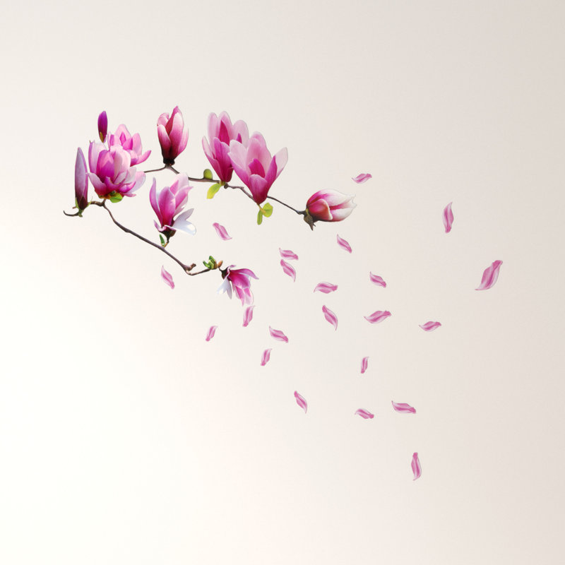 Magnolia Plants & Flowers Non-Wall Damaging Wall Decal, 1 Pack