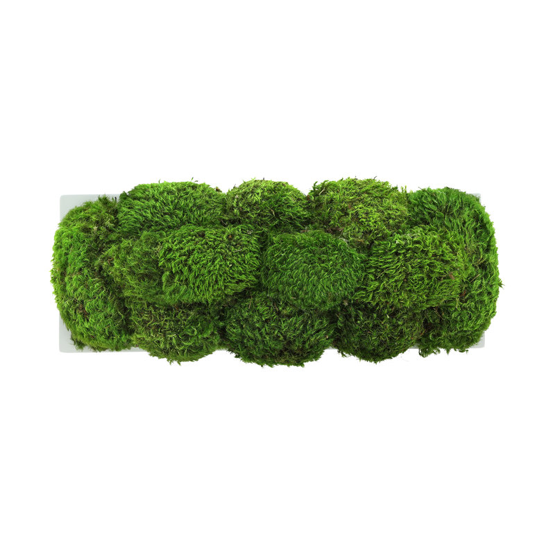 Nature's Nostalgia Moss Plant in Fiberstone Planter, White, 7" H x 16" W x 7" D