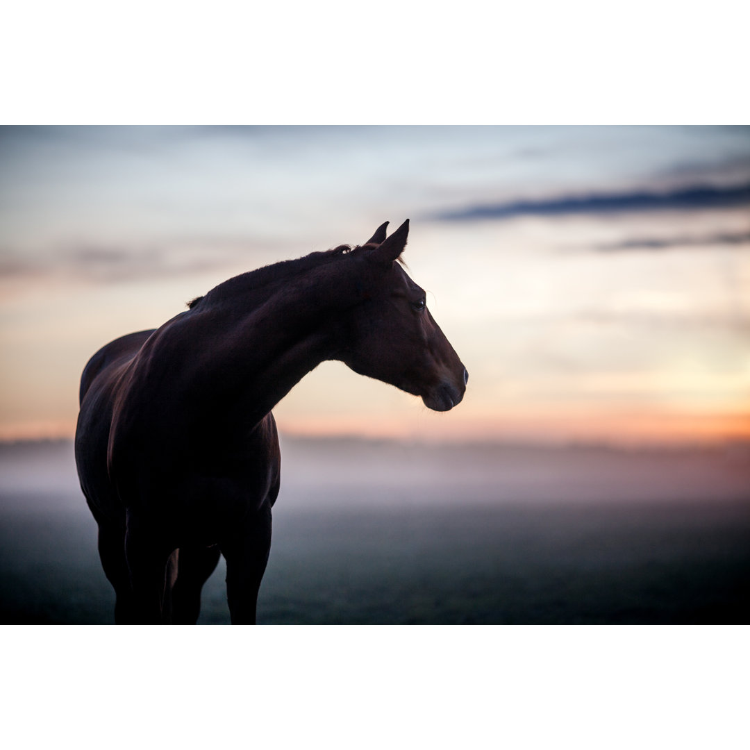 Leinwandbild Horse in Fog