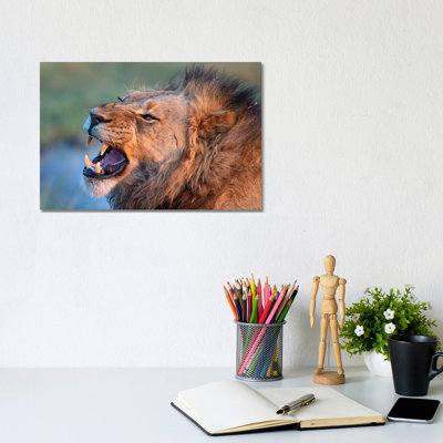 Lion Male Showing Teeth by Mogens Trolle - Wrapped Canvas Print
