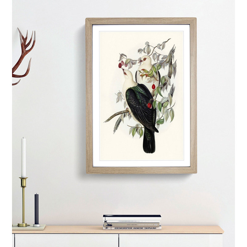 White-Headed Fruit Pigeons by Elizabeth Gould - Framed Print, 36cm H x 27cm W x 2cm D, Oak Framed