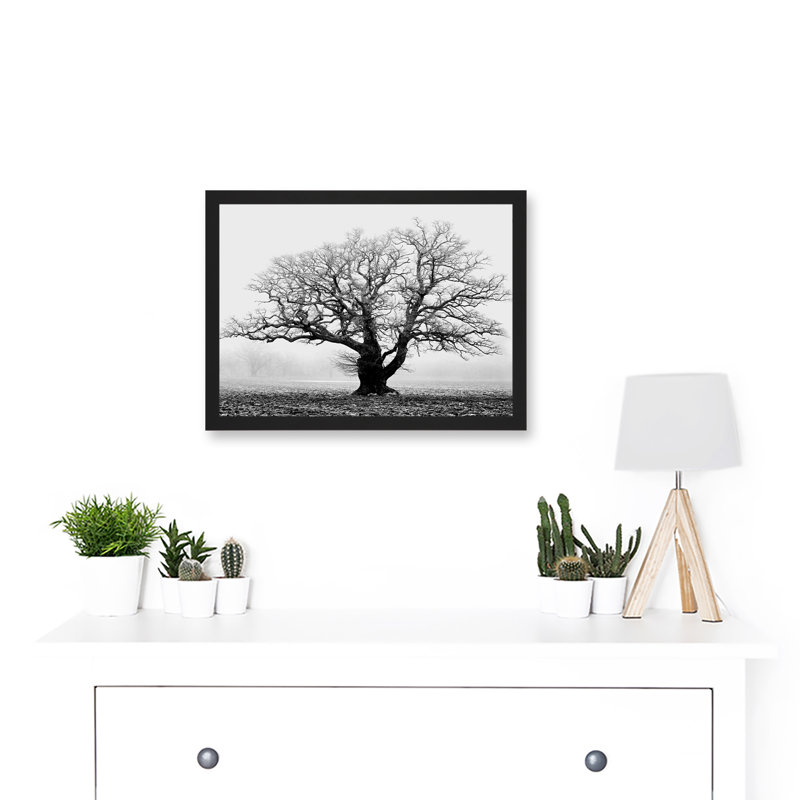 Old Oak Tree Black White In Mist Fog Photo - Single Picture Frame Print
