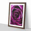 Striking Purple Rose Painting - Framed Print-56922512-56922513