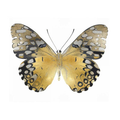 ArtDirect Bosco, Julia Gallery Wrapped Canvas Art Titled: Golden Butterfly I