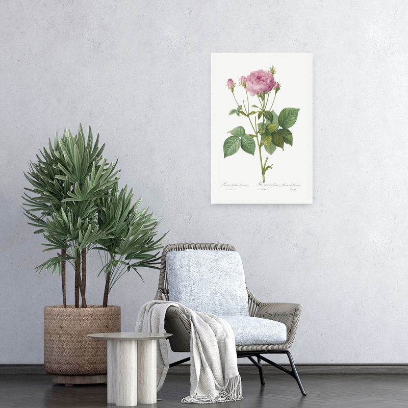 Rosa Gallica, granules, rétro, rétro, art floral paysage rétro, H 24 po x l 16 po