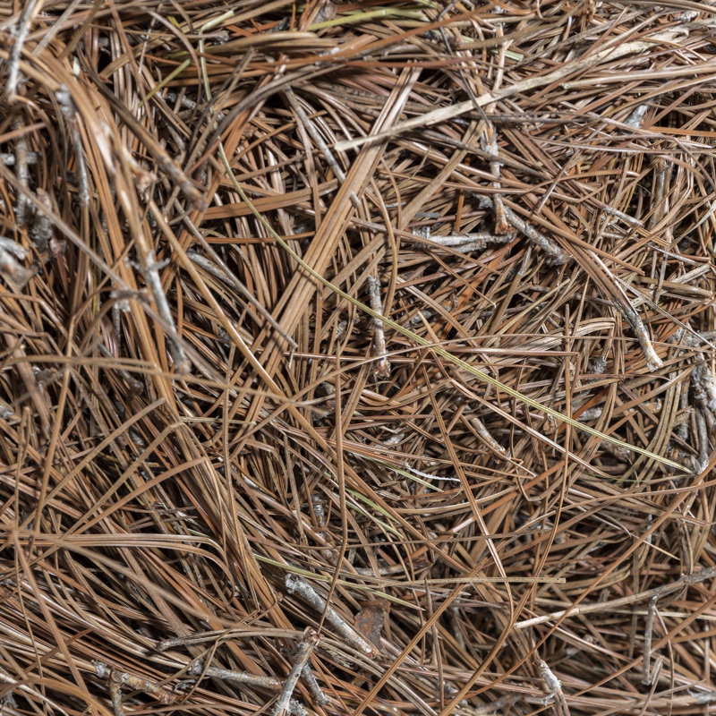 Nyella Long Leaf Pine Straw Bale