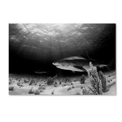 Wrapped Canvas Wall Art - Ken Kiefer 'Dark Tiger' Wall Art for Living Room, Bedroom, or Office Décor - 16x24