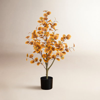 36" Eucalyptus Tree in Nursery Pot