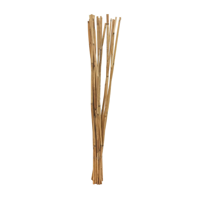 Tige de bambou Dunshee