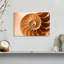 Coque Aletra Nautilus à l'intérieur-107680918
