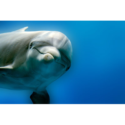 Dolphin Underwater - Wrapped Canvas Print